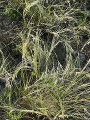 Scleropogon brevifolius