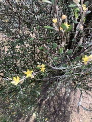 Corokia cotoneaster