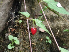 Lycianthes lysimachioides