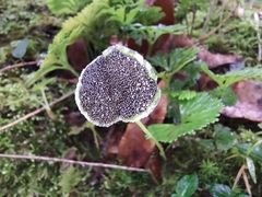 Elaphoglossum peltatum