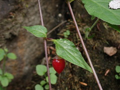 Lycianthes lysimachioides