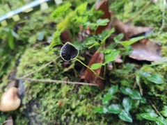 Elaphoglossum peltatum