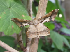 Krananda latimarginaria