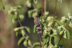 Trimerotropis pallidipennis