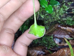 Elaphoglossum peltatum