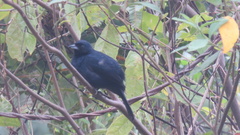 Tachyphonus coronatus