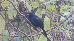 Tachyphonus coronatus