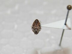 Algarobius bottimeri