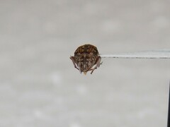 Algarobius bottimeri