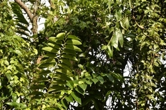 Annona glabra