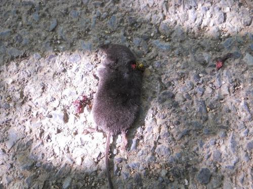 Neomys milleri
