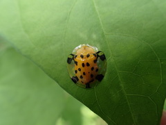 Aspidimorpha miliaris