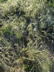 Scleropogon brevifolius