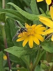 Hoplitimyia constans