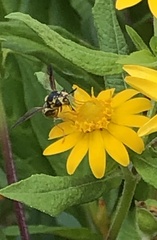 Hoplitimyia constans