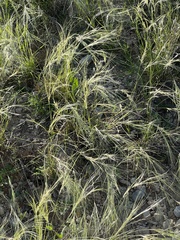 Scleropogon brevifolius