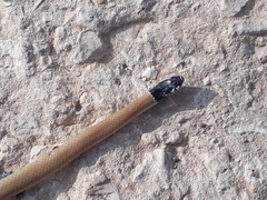 Rhynchocalamus melanocephalus