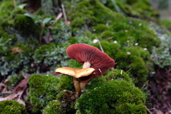 Cortinarius semisanguineus