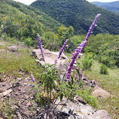 Salvia leucantha