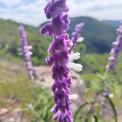 Salvia leucantha