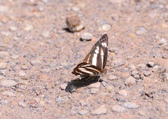 Neptis