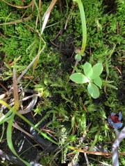 Warnstorfia fluitans