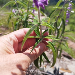 Salvia leucantha