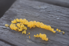 Dacrymyces spathularia