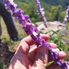Salvia leucantha