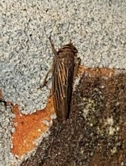 Chlorotettix necopinus