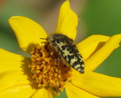 Acmaeodera decipiens