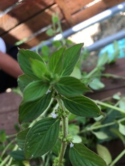 Spermacoce latifolia