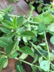 Spermacoce latifolia