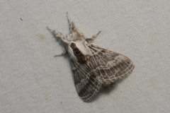 Tolype distincta