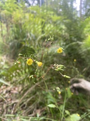 Crepidinae