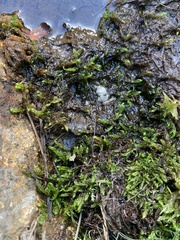 Warnstorfia fluitans