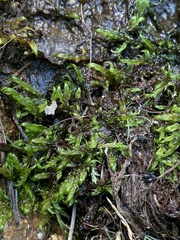 Warnstorfia fluitans