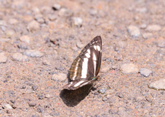 Neptis