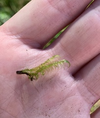 Warnstorfia fluitans