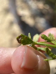Aceria baccharipha