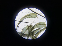 Warnstorfia fluitans