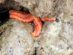 Uniophora granifera