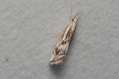 Catoptria oregonicus