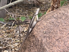 Lophognathus gilberti