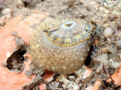 Amblychilepas nigrita