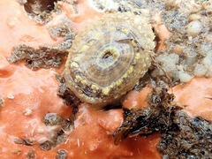 Amblychilepas nigrita