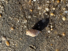 Ilyanassa trivittata