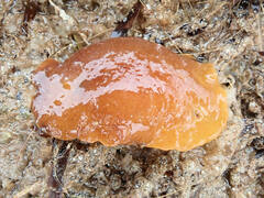 Doriopsilla carneola