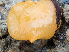 Doriopsilla carneola