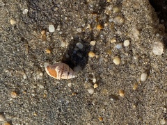 Ilyanassa trivittata